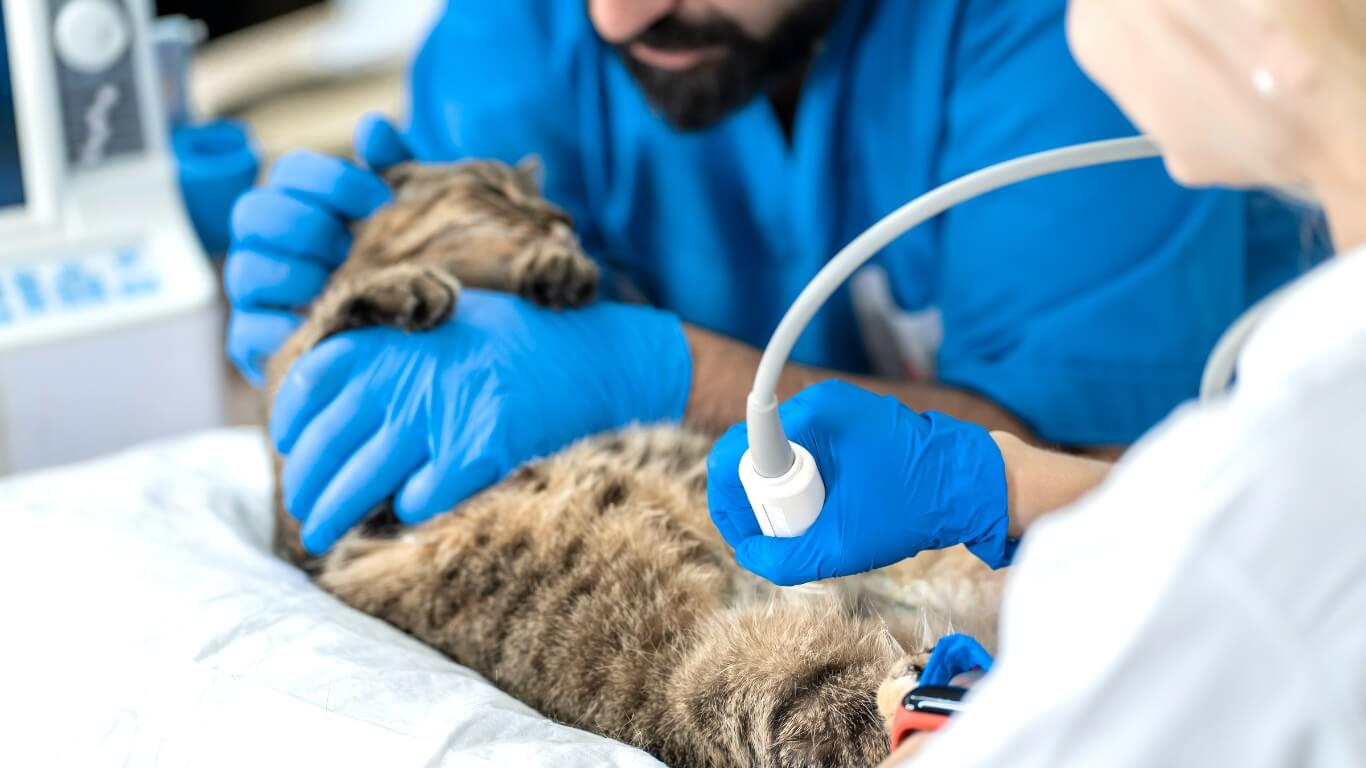 Cat Diagnostic Imaging in Columbus Cat Diagnostic Imaging in Columbus