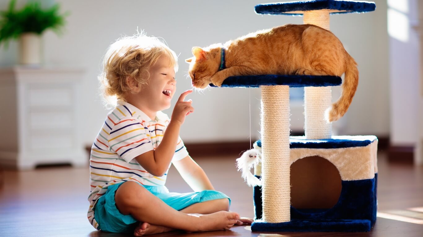 Cat Behavior Cat Behavior