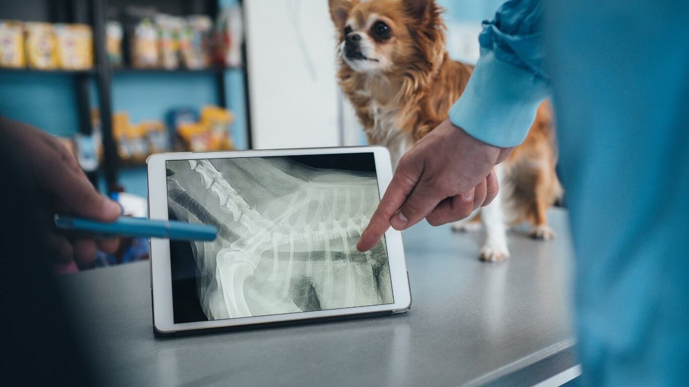 Dog Diagnostic Imaging in Columbus Dog Diagnostic Imaging in Columbus