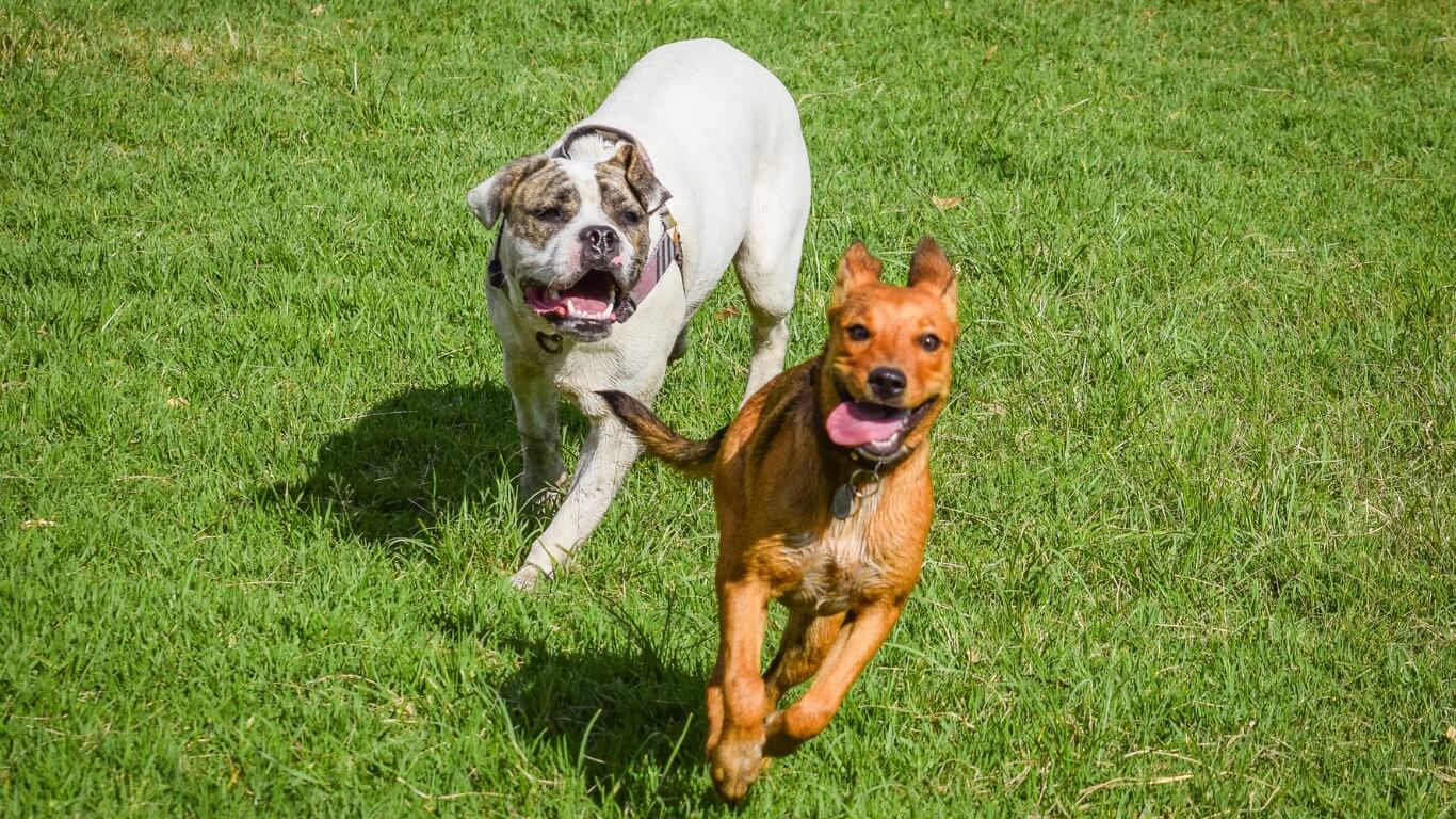 Dog Behavior in Columbus Dog Behavior in Columbus