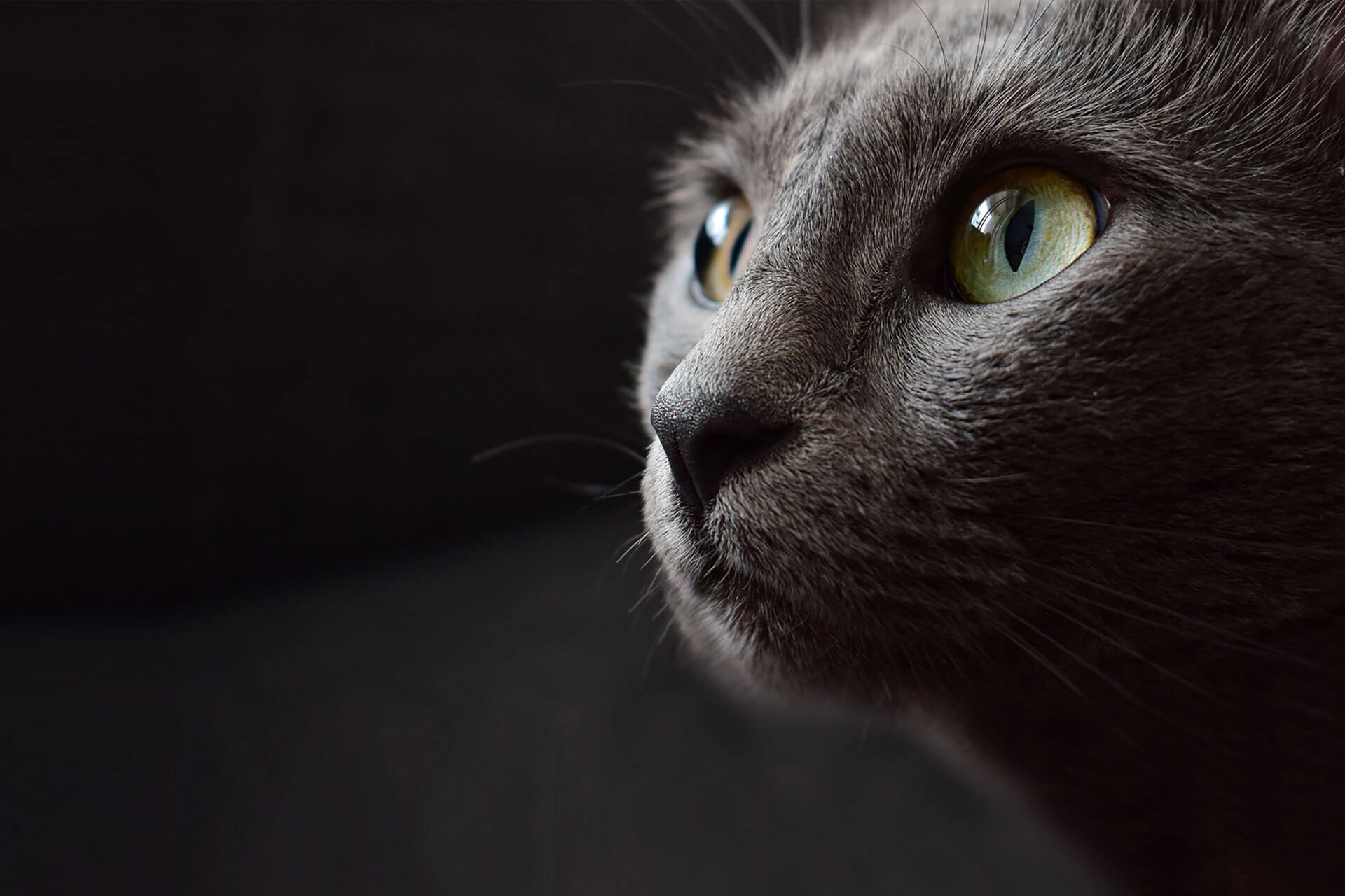 Pet Emergency Care in Columbus, OH Pet Emergency Care in Columbus, OH