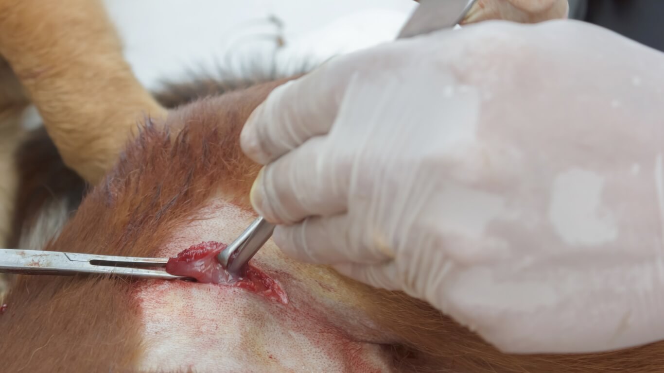 Mass Removals in Columbus Mass Removals in Columbus