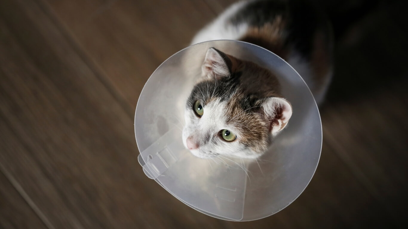 Spay in Columbus Spay in Columbus