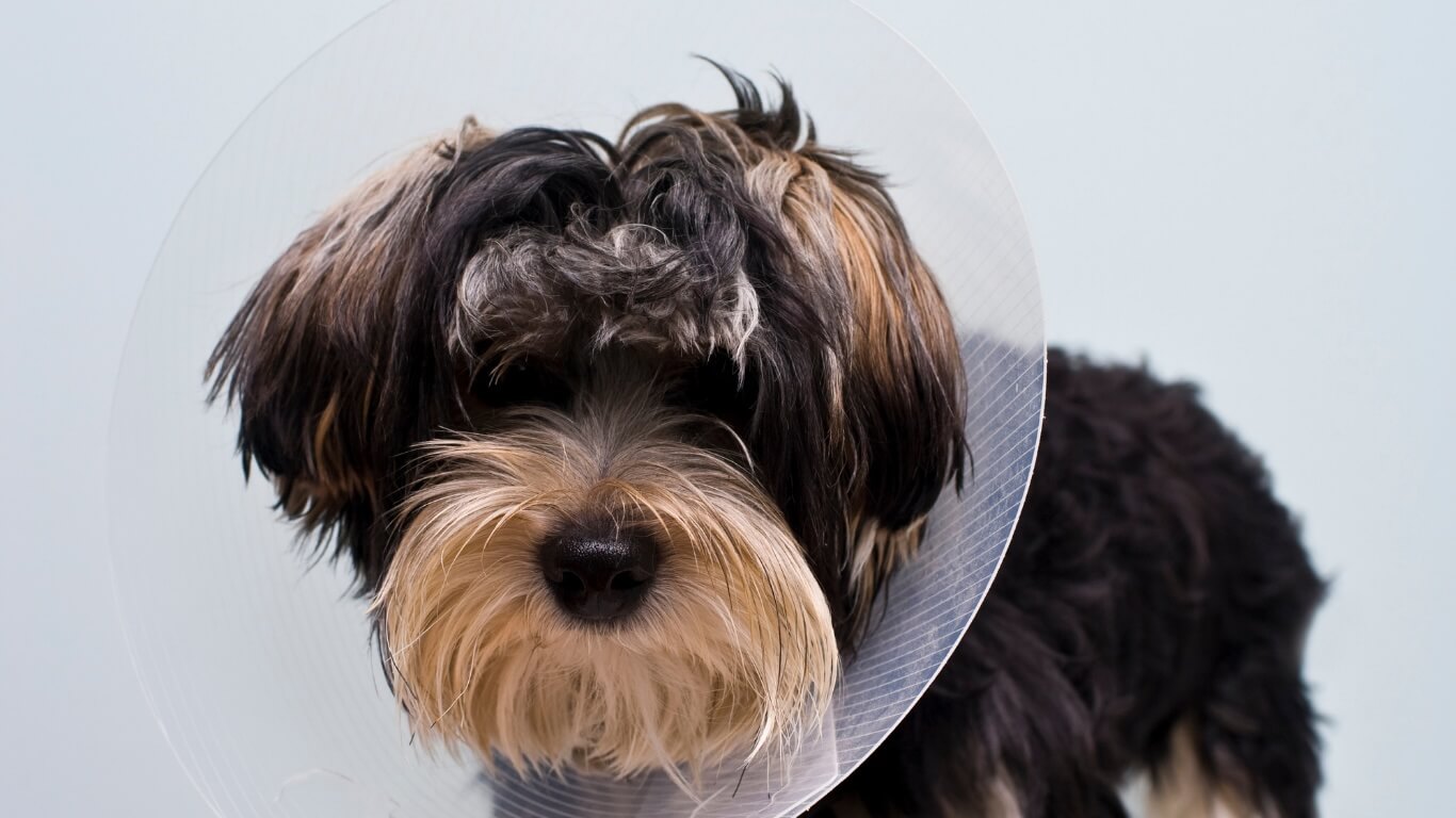 Neuter in Columbus Neuter in Columbus