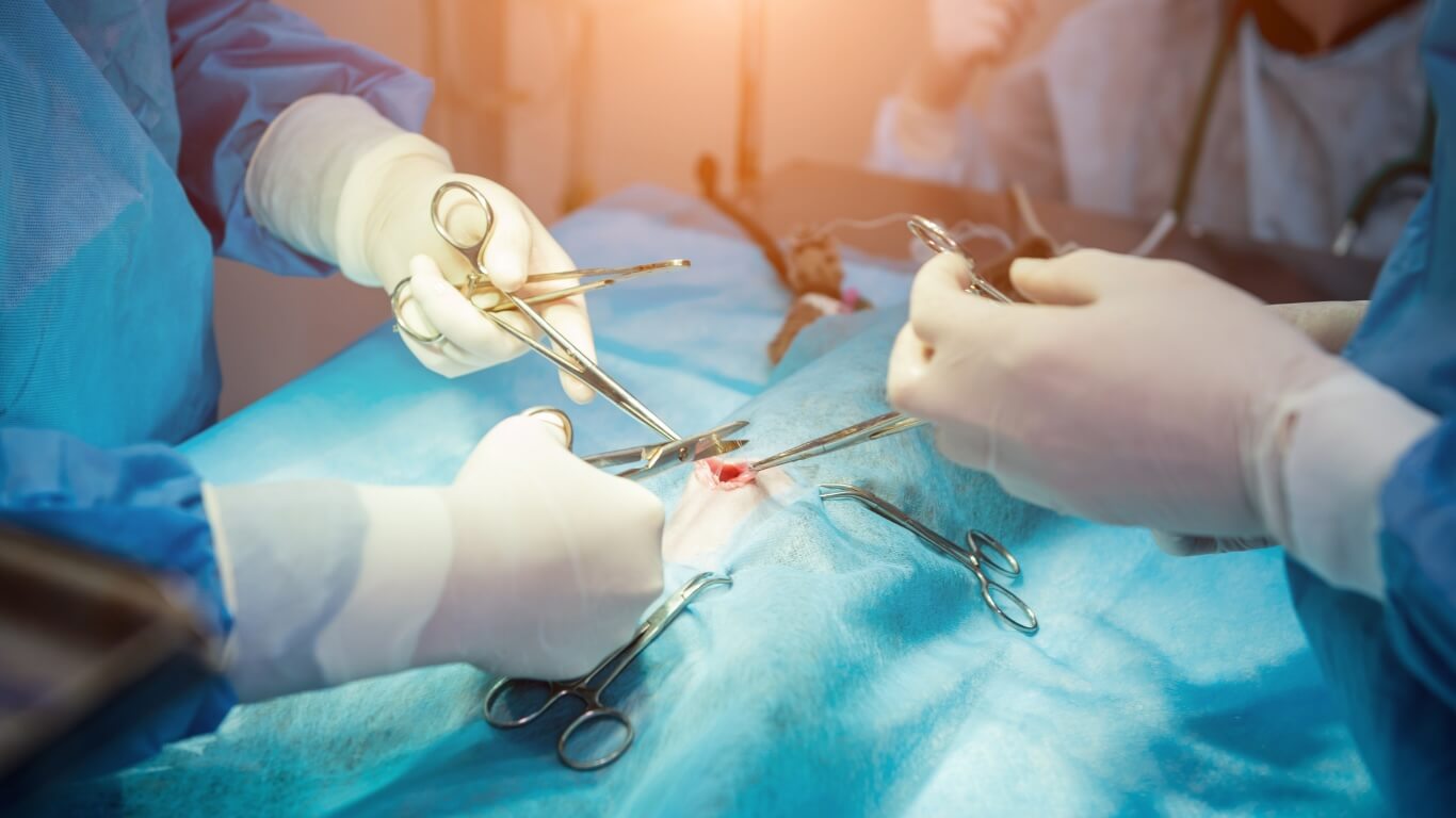 Spay and Neuter in Columbus Spay and Neuter in Columbus