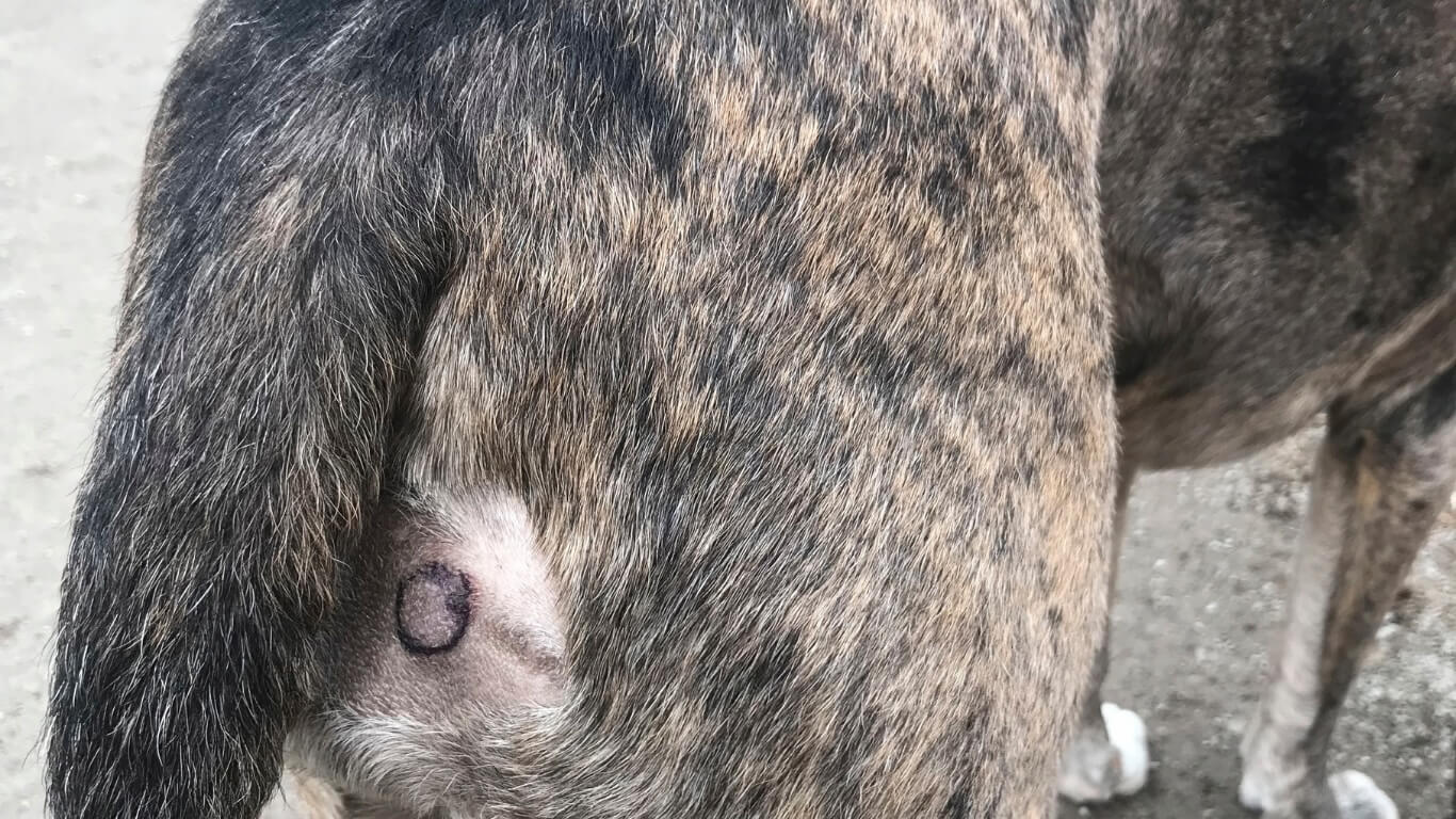 Tumor Removals in Columbus Tumor Removals in Columbus