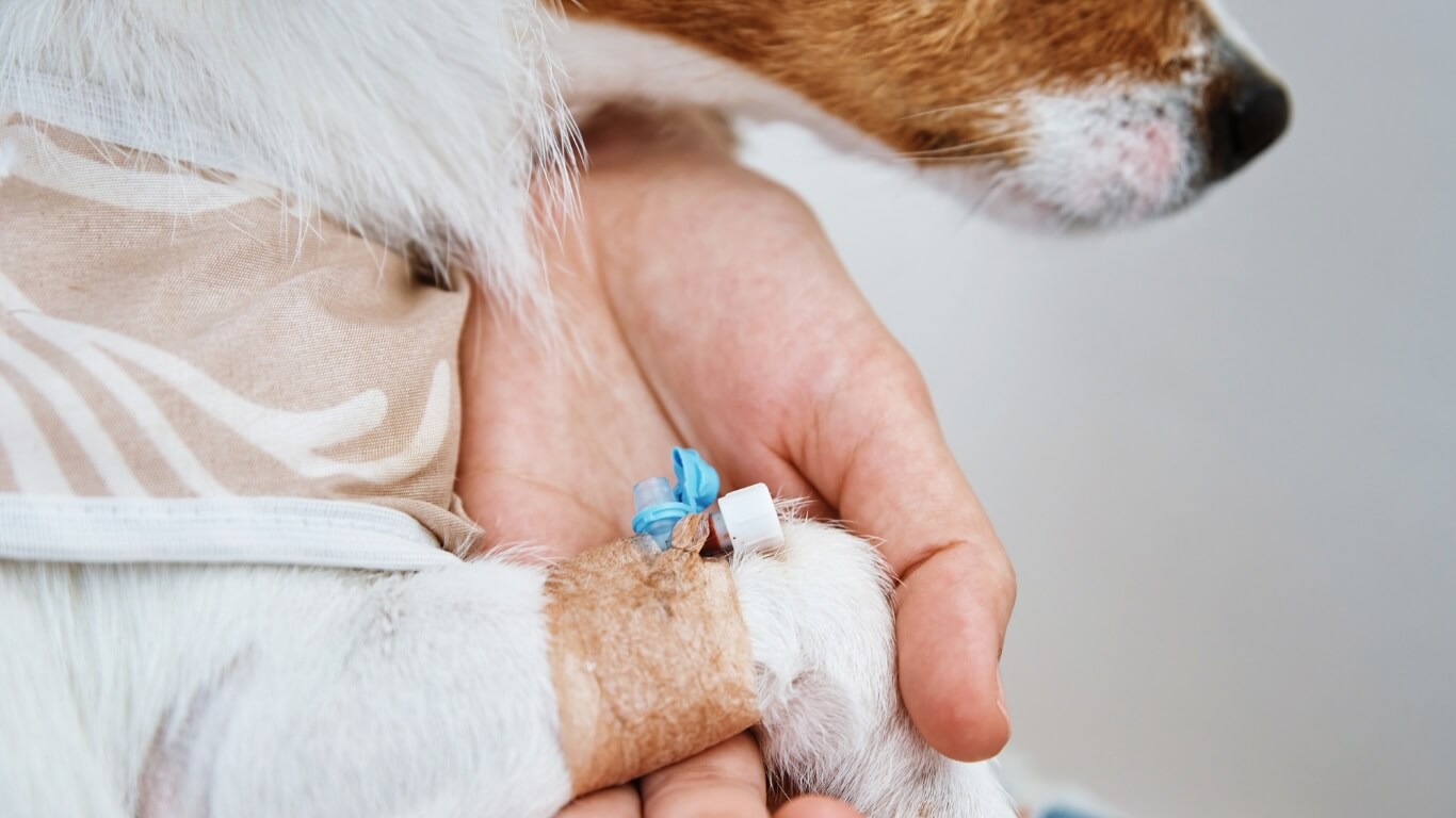 Dog Urgent Care in Columbus Dog Urgent Care in Columbus