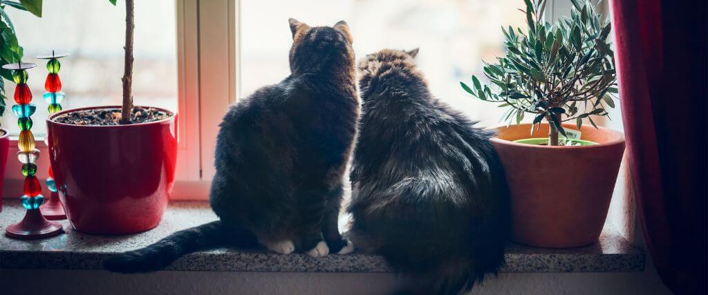 Why Indoor Cats Need Vaccines and Preventative Care, Too! Why Indoor Cats Need Vaccines and Preventative Care, Too!